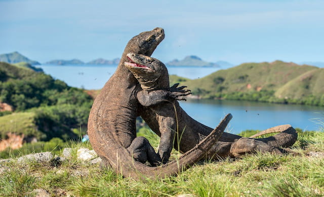 Komodo Dragon