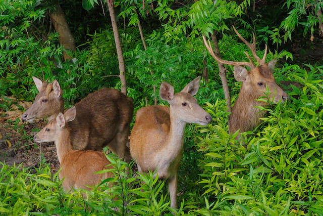 Menjangan Deer