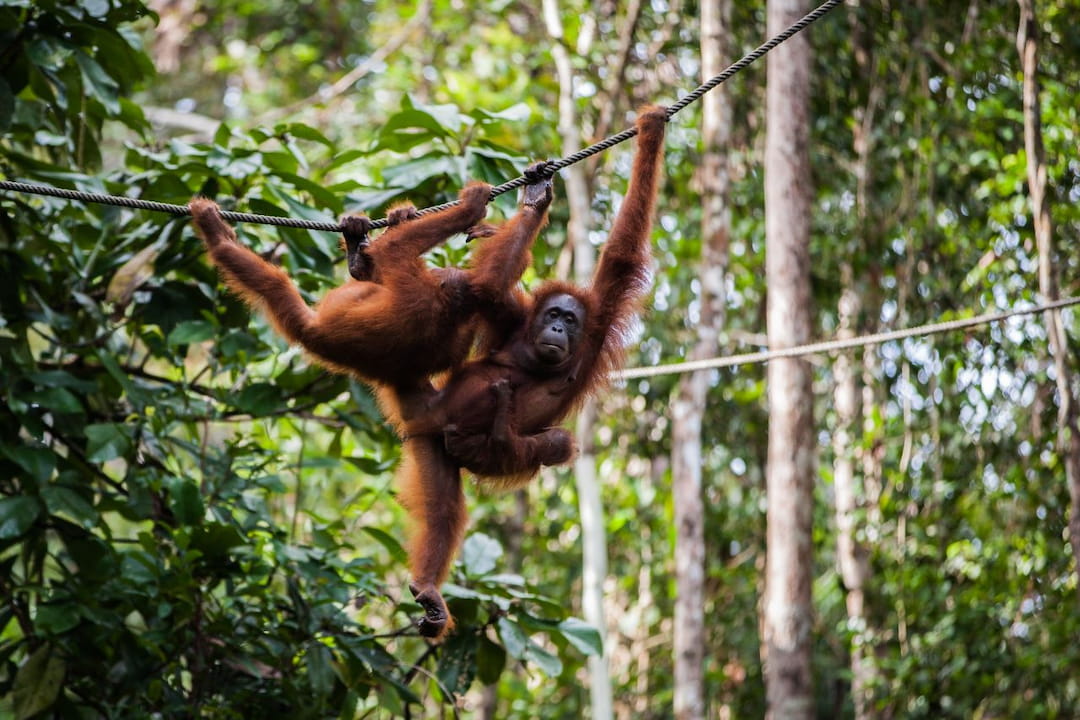 Orangutan Island