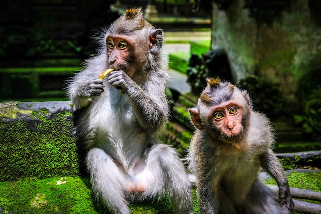 Monkey Forest