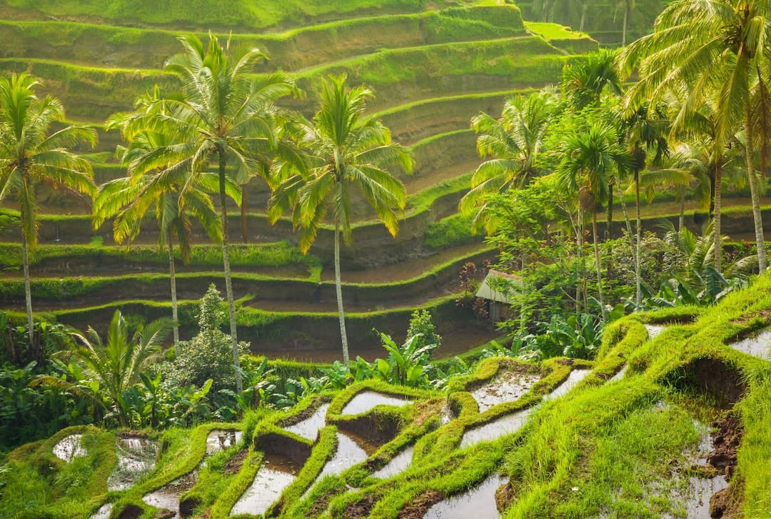 Tegallalang Rice Terrace